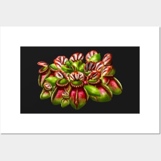 Botanical Cephalotus Follicularis Australien Pitcher Pitcher Plant Carnivorous Plant Gift Posters and Art